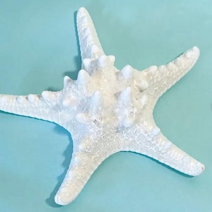 Knobby Starfish: Natural Beach Wedding Decor, Craft Shells (2-8 inch)