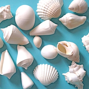 Seashells - White Mix - CHOOSE DESIRED AMOUNT  1&quot;-2&quot; Natural Real Seashells - Sea Shells Beach Weddings Parties Table Decor Bulk Shells