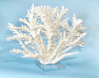 Coral - Natural (real) Extra Large Branch Coral on Lucite Stand - real coral coastal beach decor nautical aquarium 35th anniversary gift