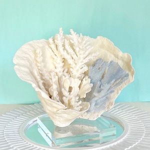 Coral Natural Coral Creation on Lucite Stand real coral coastal beach decor nautical 35th anniversary gift image 1