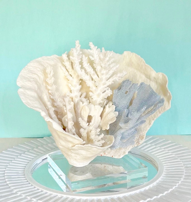 Coral Natural Coral Creation on Lucite Stand real coral coastal beach decor nautical 35th anniversary gift image 1