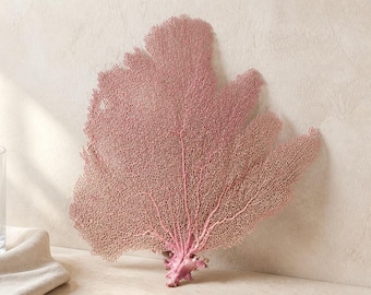 Natural Bahama Sea Fans – Coastal Beach Wedding Decor (18"w x 21"h)