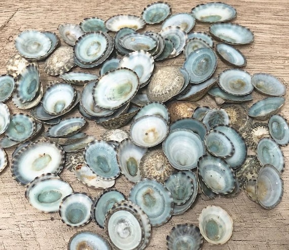 Beach Decor 25 Limpet Shells 1/21 Seashells Seashell Bulk Wedding