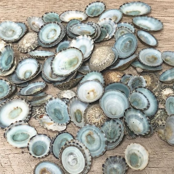 Beach Decor - 25 Limpet Shells - 1/2"-1" - seashells seashell bulk wedding sea shells