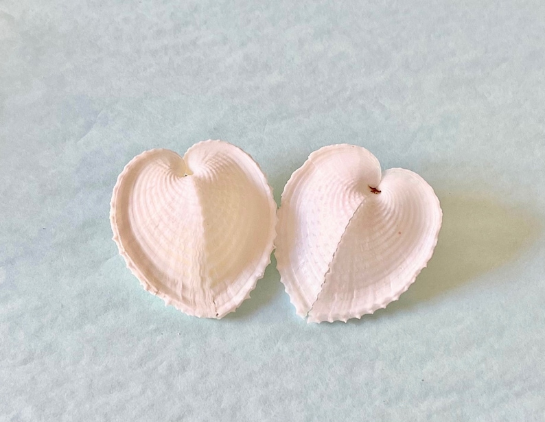Seashells Real Heart-Shaped Shells 2 Set of 2 sea shells/wedding shells/beach/coastal/crafting shells image 1