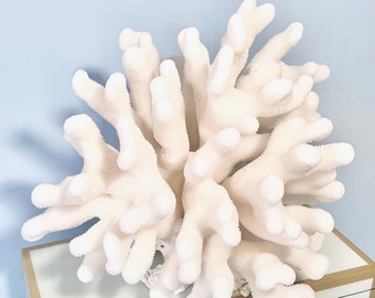 Beach Decor - Large Real Natural Pacific Coral - Free Shipping - 9"x6" real coral coastal beach decor nautical 35th anniversary gift