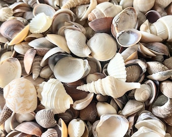 Mixed Seashells – Bulk Small Shells, Beach Home Decor (5 oz/approx. 180)