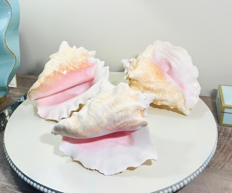 Cream Conch Shell Bahama Pink Conch Shells 6