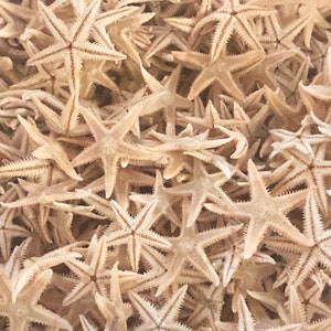 May include: A close-up image of a pile of tan starfish. The starfish are arranged in a random pattern, with some overlapping.