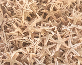 Tiny Starfish for Crafting or Decorating - 100 - 3/4" - 1" - beach coastal invitations wedding