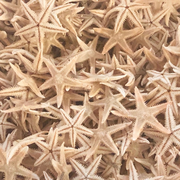 Tiny Starfish for Crafting or Decorating - 1/2" - 1" - beach coastal invitations wedding