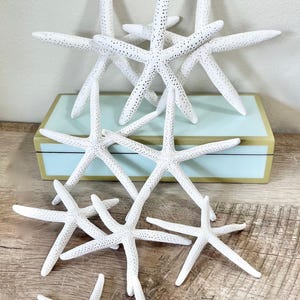 Real Starfish CHOOSE YOUR SIZE  bulk starfish, beach wedding decor, star fish, beach party decor linkia pencil finger starfish