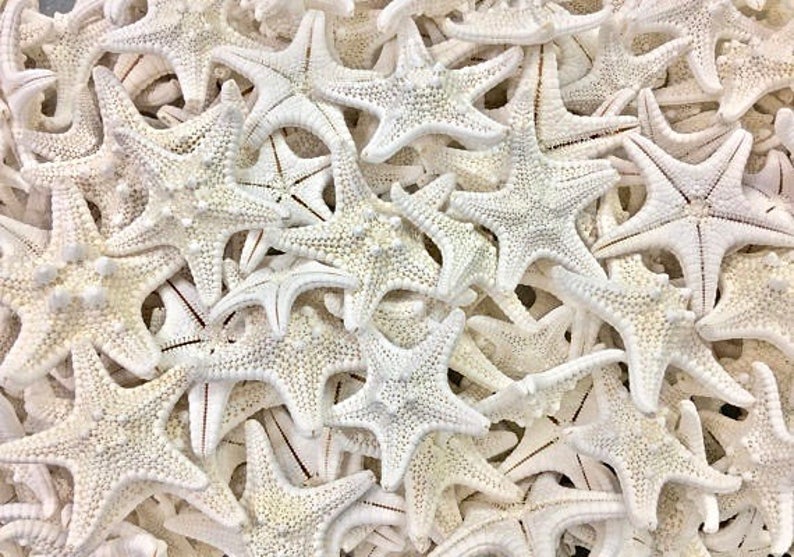 Starfish Tiny Knobby Starfish 12 Set of 10 Beach Decor Wedding Beach Parties Craft Shells Bulk Shells Star Fish image 1