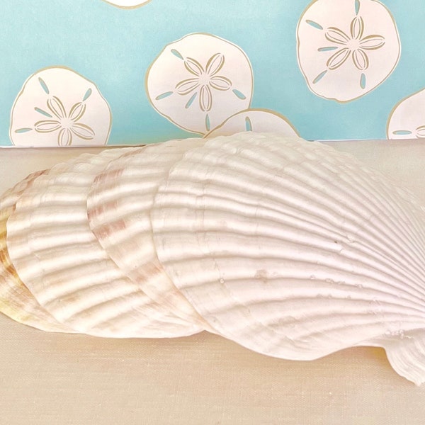 Seashells - Large Irish Scallop Shells - 3.5"-4" Set of 4 - Brown and White -   Shells Beach Wedding Decor White Sea Shell