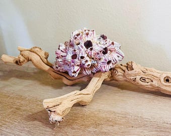 Coral & Grape Wood Branch Centerpiece – Coastal Display Centerpiece 11"w x 7"d