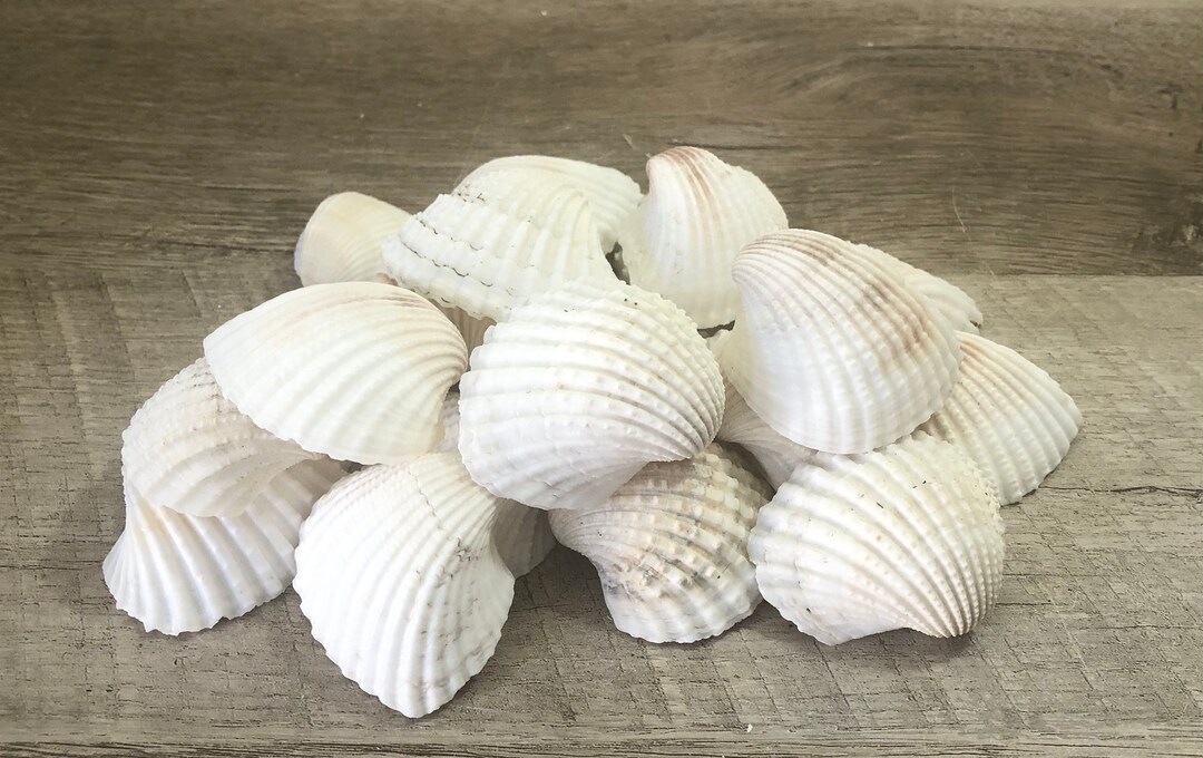 White Ark Seashells – Natural Beach Wedding Decor, Craft Supply (set of ...