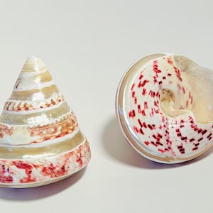 May include: Two seashells with a white and pink swirl pattern. One shell is a cone shape and the other is a flat spiral.