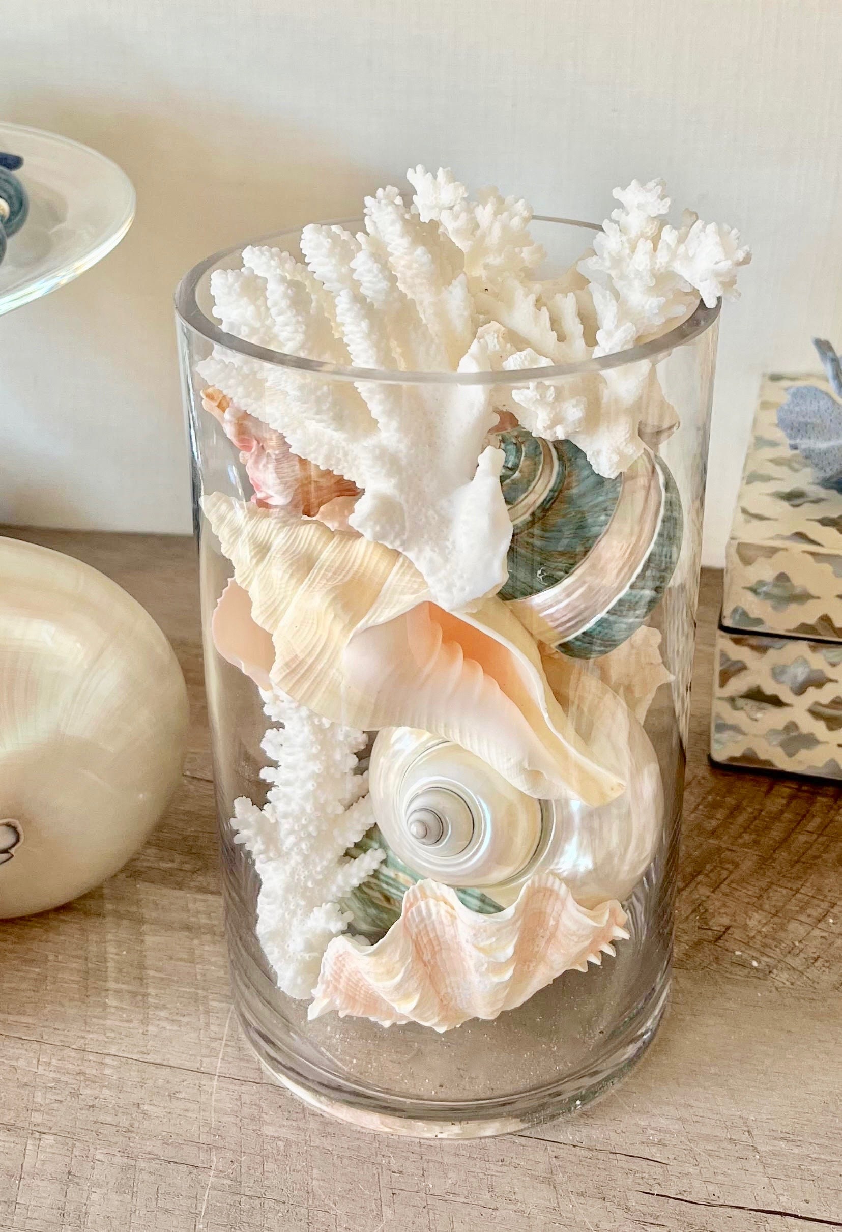 Different variety of Sea shells for decoration of vases, tables