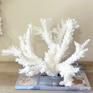 Coral - Natural (real) Extra Large Branch Coral - real coral coastal beach decor nautical aquarium 35th anniversary gift