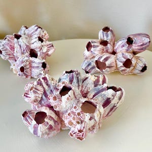 May include: Three clusters of barnacles in shades of white, pink, and purple. The barnacles have a textured, layered appearance with open, dark-colored interiors. They are arranged on a light-colored surface.