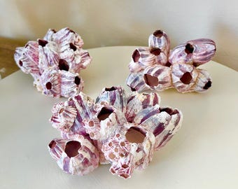 Purple Barnacle Clusters - Megabalanus Tintinnabulum - Coastal Beach Décor Nautical Display Free Shipping