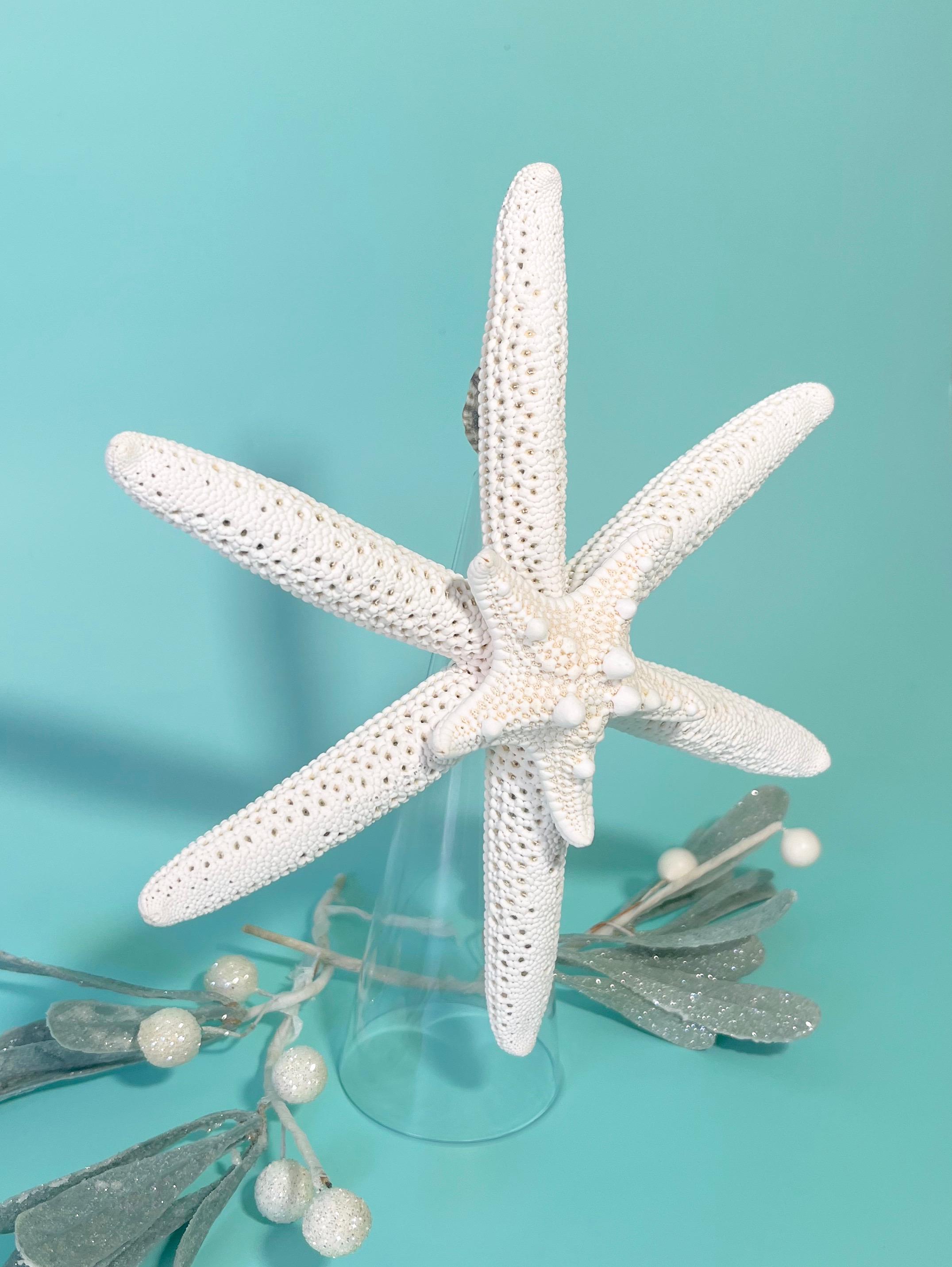 Fish Tree Topper Starfish Christmas Tree Topper - Rare Six Arm Starfish - Real Starfish ...