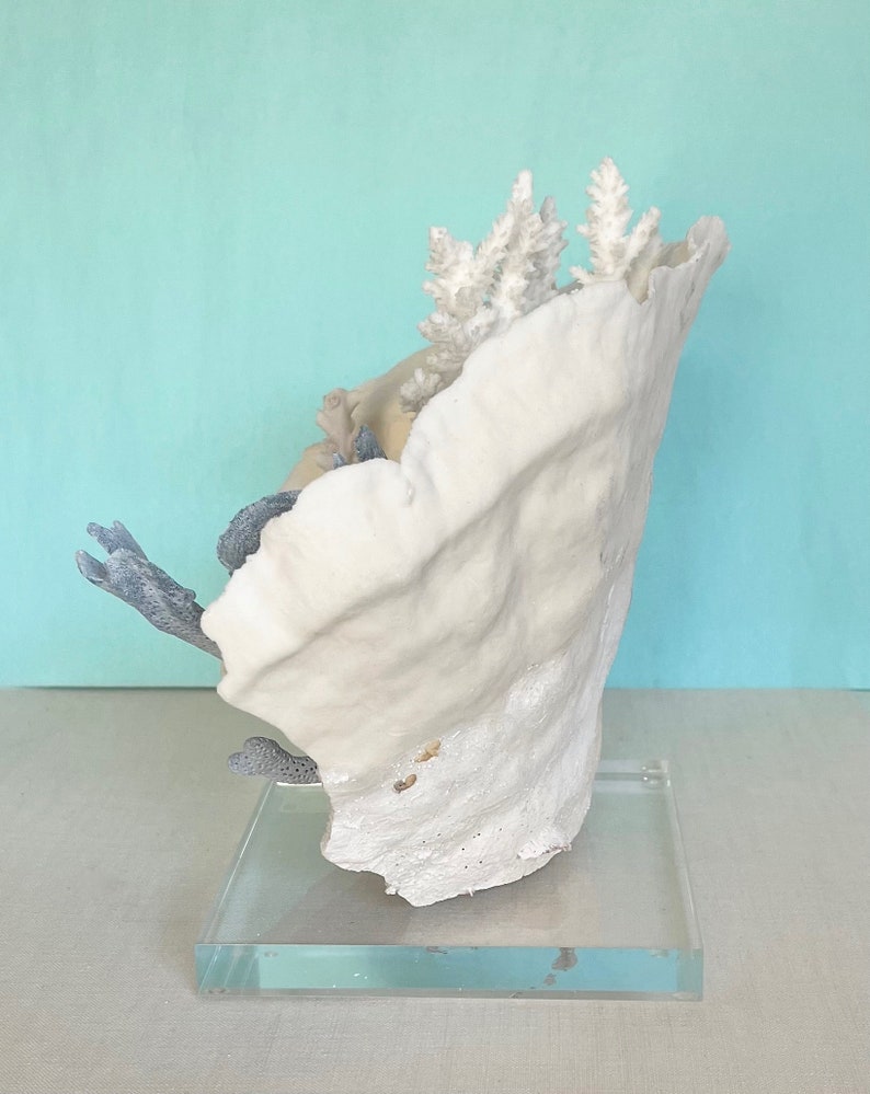 Coral Natural Coral Creation on Lucite Stand real coral coastal beach decor nautical 35th anniversary gift image 3