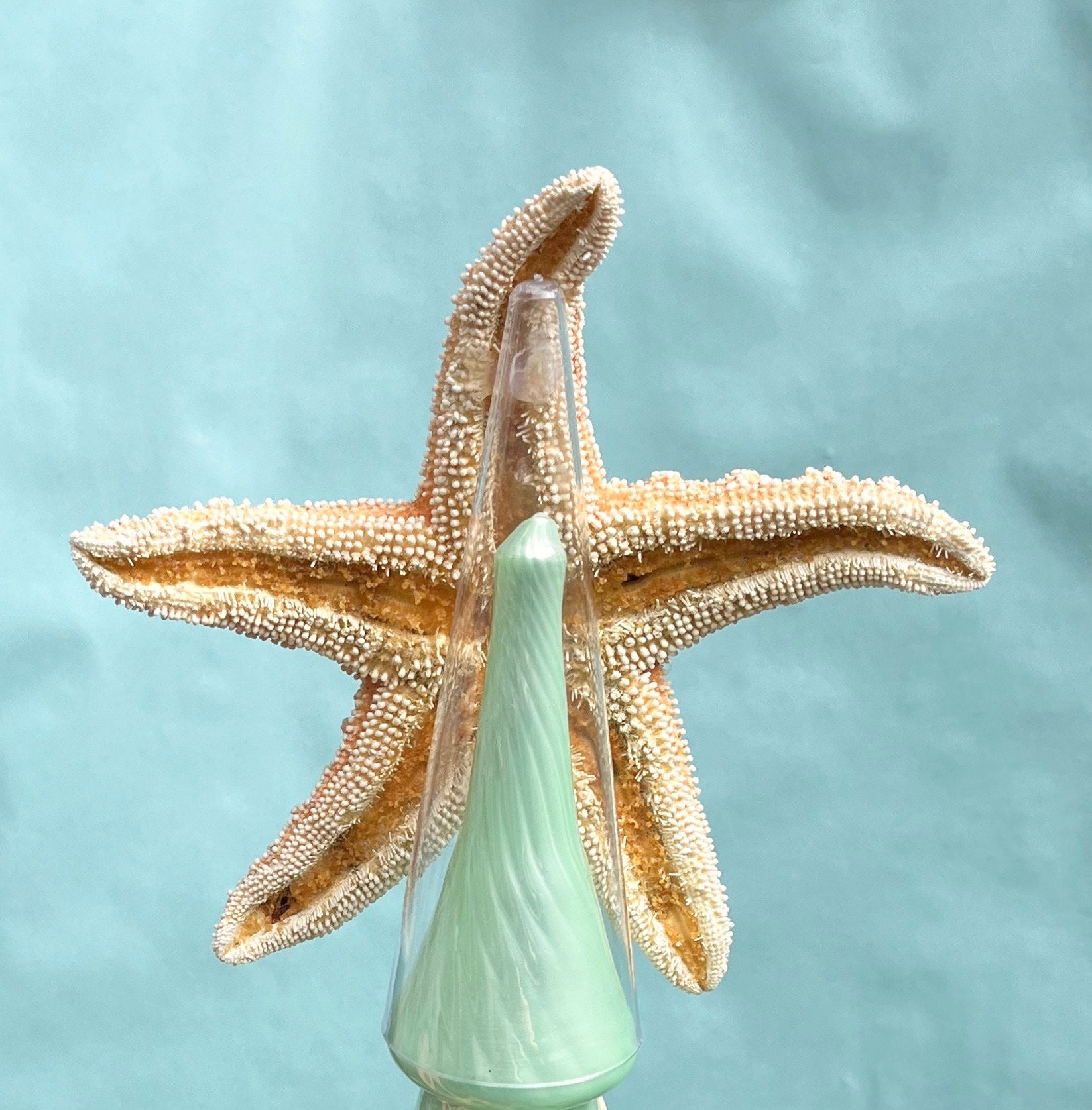 Starfish 3 Colorful Starfish Dangle Ornament with Seashells 5-6 Starfish  Christmas Ornaments for Tree - Nautical Crush Trading