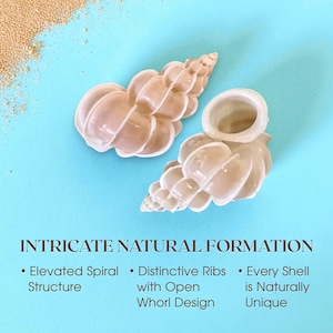 Rare Precious Wentletrap Shell – Real Epitonium Scalare for Coastal ...