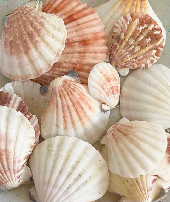 Seashells Colorful Natural Shells 1.53 Set of 20 Beach Home Decor-sea Shells  Bulk Beach Weddings Natural 
