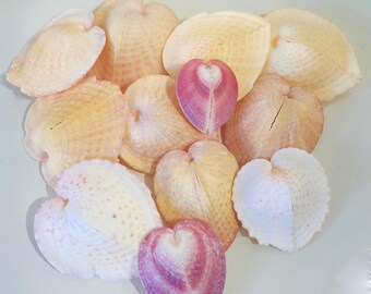 Heart-Shaped Cockle Shell Real CHOOSE YOUR FAVORITE 1"-2.5" - Pink, Apricot and Yellow - Wedding Shells Beach Coastal Style Valentine's Day