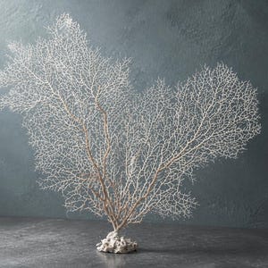 May include: A white sea fan coral specimen featuring a delicate, intricate, and branching structure that radiates outward from a central, textured, and rocky base, showcasing a natural, organic, and complex network of thin, interconnected filaments.