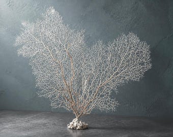 White Sea Fan – Natural Dried Real Coastal Beach Wedding Decor (12"-13")