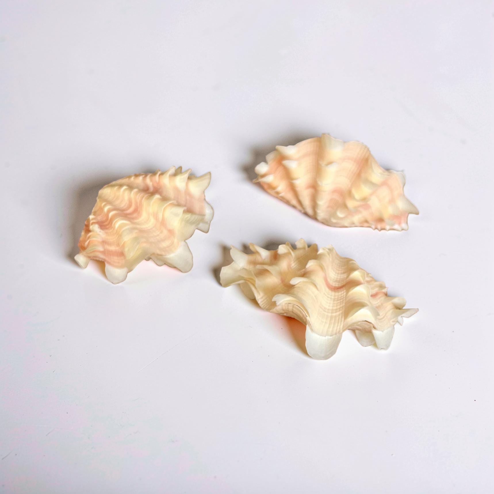 Double Ruffled Squamosa Shells - Sold Individually - Beach Coastal ...