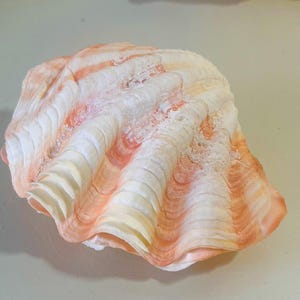 RUFFLED SQUAMOSA SHELL  - 3"-4" Double Shell - beach coastal decor/gift/sea shells/shells