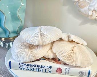 Large Mushroom Coral (6-7") - Natural Authentic Coastal Home Decor for Display