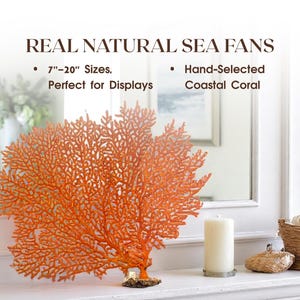 Real Sea Fan Coral 5”-23” Natural Dried Coral Coastal Decor, Nautical Wall Art, Ocean Wedding Centerpiece, Beach Gift, Seaside Home Accent