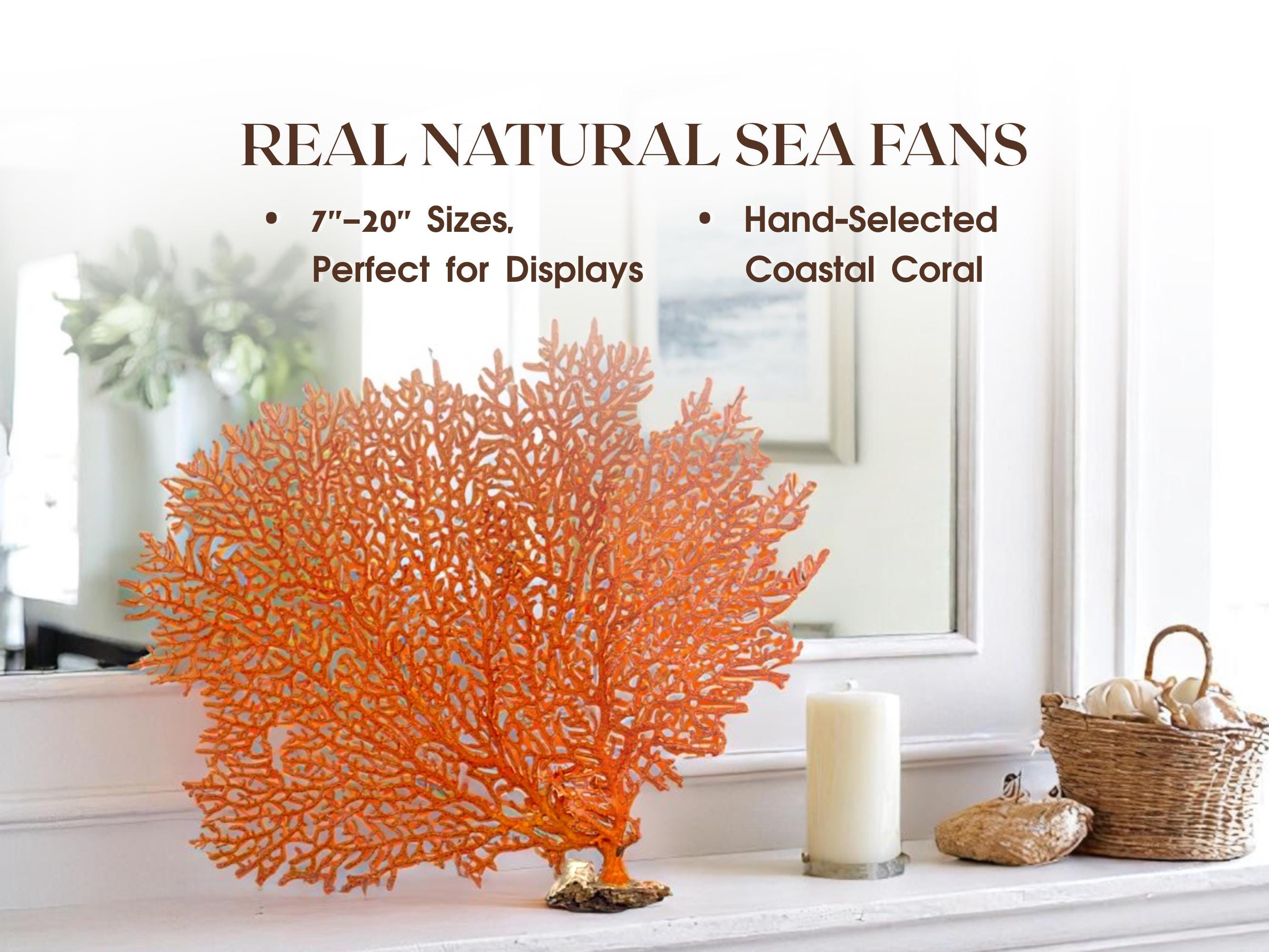 Real Sea Fan Coral 5”-23” Natural Dried Coral Coastal Decor 