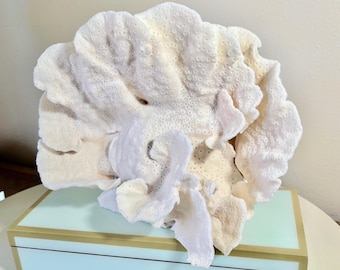 May include: A large, off-white, fan-shaped piece of natural coral with a porous, textured surface, resting atop a rectangular, light blue box featuring a thin gold border and a black horizontal line detail along the front edge.