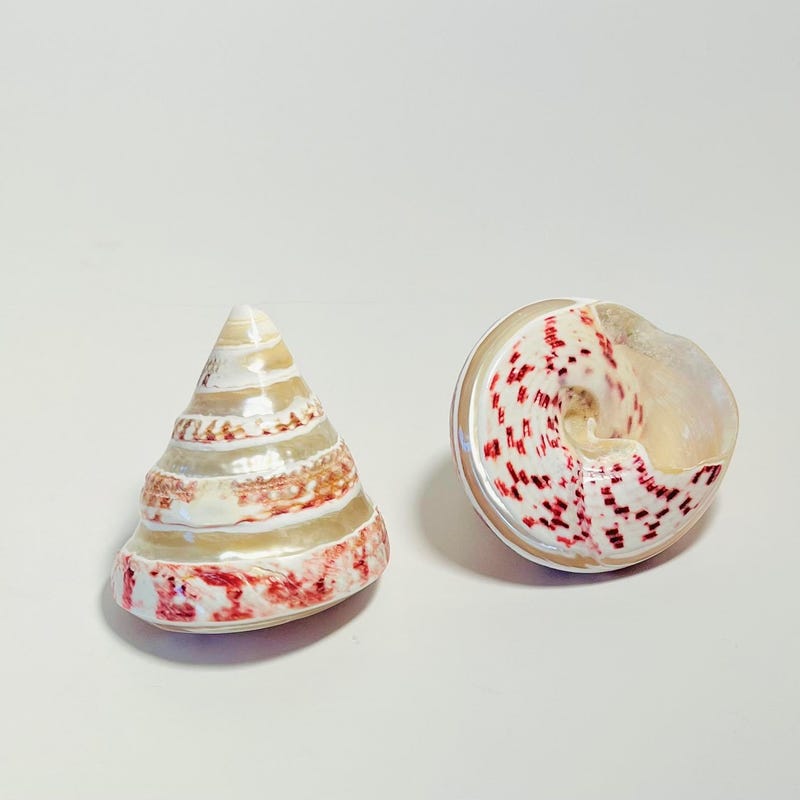 Trochus Shell - Etsy