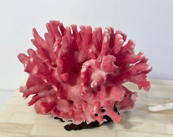 Rare Select Natural Rose Coral 5"w x 4"d x 3.25"h
