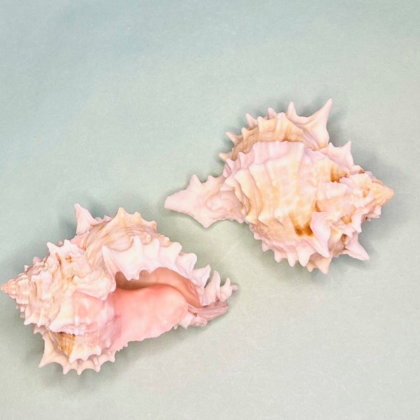Pink Murex Shell - Set of Two - 3"  Beach Decor/Air Plant Holder/Beach Wedding/Beach Party/Bulk Shells