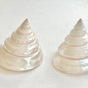 Shells - Extra Large Pearl Trochus Shells - 4" - Sold Individually - seashells bulk shells beach wedding nautical sea shells coastal