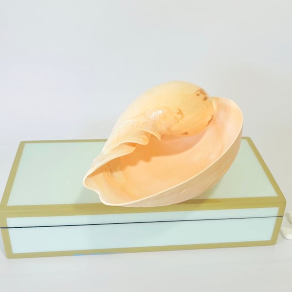 Seashell - Natural Melo Diadema Shell 6" - FREE Shipping - beach coastal sea shells seashells display decor