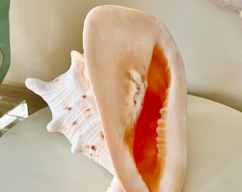 Large Natural Cassis Cornuta Shell – Coastal Wedding Centerpiece, Beach Decor