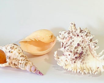 Large Seashells -  6"-10" - Sold Individually - Beach Decor/Beach Wedding/Beach Party/Bulk Shells/Coastal Decor