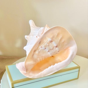 May include: A large, pale peach-colored conch shell with a smooth, flared opening and a textured, ridged exterior. The shell features subtle white and light brown mottled patterns on its inner surface and rests upon a rectangular light blue box.