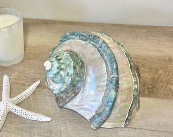 Seashell - Huge Natural (real) Polished Banded Jade Turbo - 8" - natural coastal nautical shells sea shells sea shell seashells beach decor