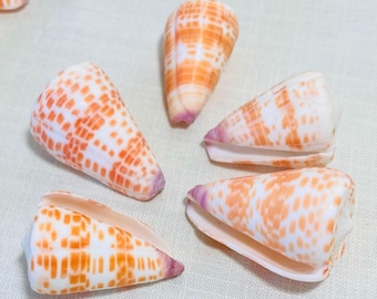 5 Conus Tesselatus Seashells - 2"+  Beach Home Coastal Decor Real Sea Shells