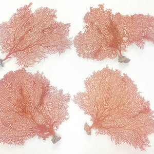 Real Dried Ocean Sea Fans 716 Sold Individually FREE Shipping Natural Coral Beach Coastal Décor image 1